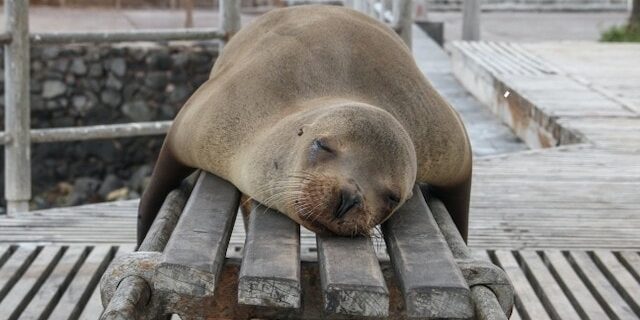 Seal asleep on a bench